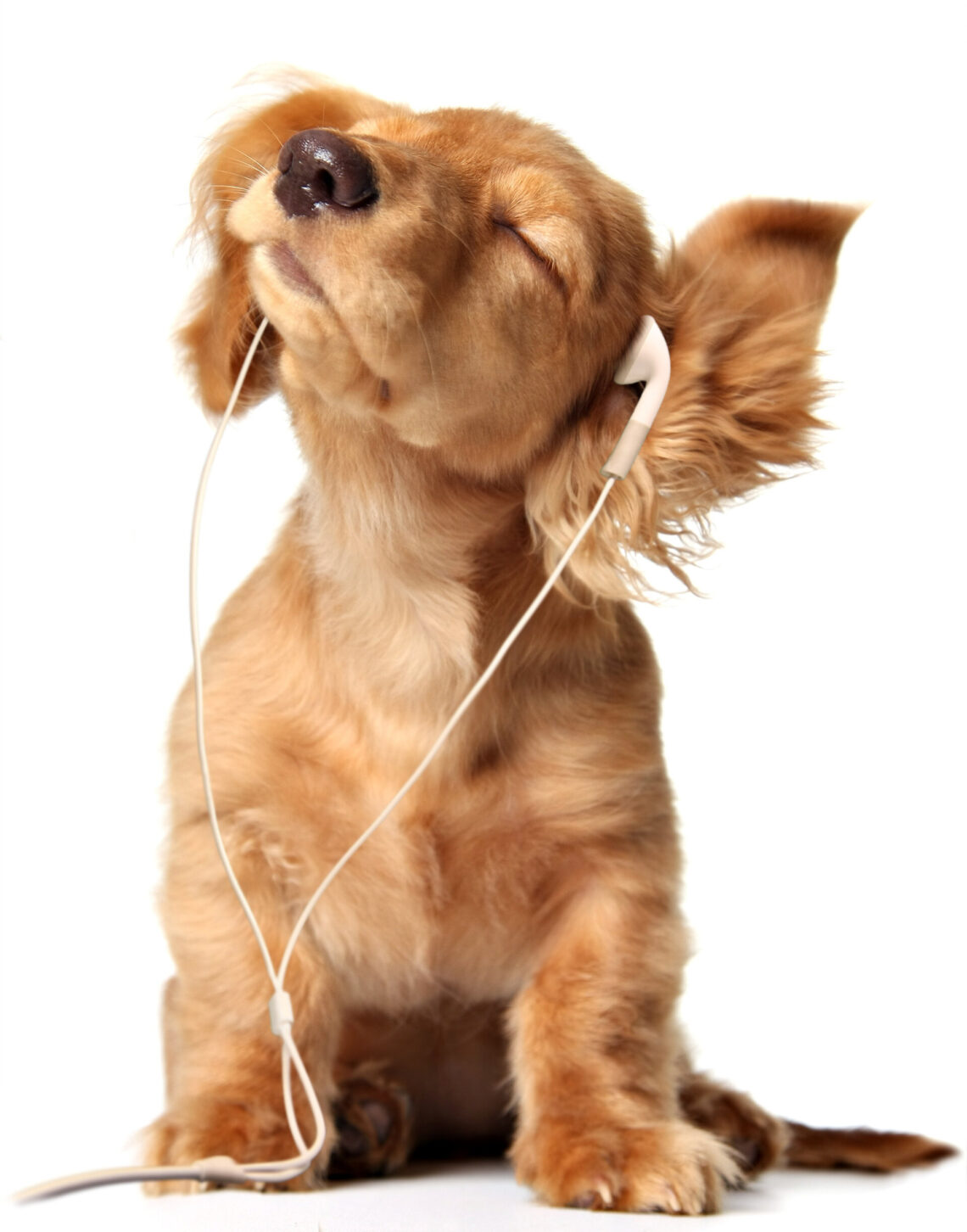 Junges Hund hört Musik über seine Kopfhörer.