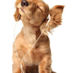 Junges Hund hört Musik über seine Kopfhörer.