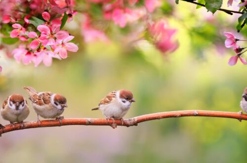 Fuenf Spatzen sitzen auf einem Zweig unter pinken Blueten im Garten und suchen nach Futter